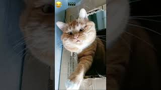 cat funny videos 😀😻 funny moments   comedy videos