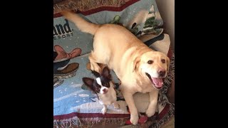 Чихуахуа и лабрадор |CHIHUAHUA AND LABRADOR