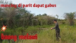 mancing cesting di parit kebun ikan gabusnya pada lepas