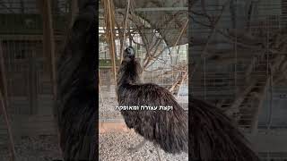 ליאור יעשה פֻּוּק ואת תשמרי על איפֻּוּק