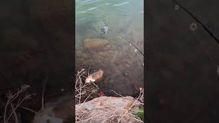 The big Croppie catch fail. #Fishing,Colorado #FishingDowntown,Denver, #Croppie catch fail ￼