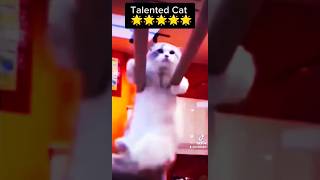 Wow 😲 Talented Cat #animal #short #shortvideo #cute #shorts#viral #foryou #viralvideo#youtubeshorts