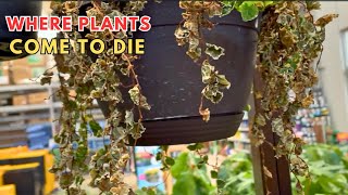 Where Plants Come To DIE