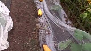 Pittman's Pumpkin Patch part 3 2018