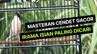 Pancingan !! CENDET GACOR IRAMA ISIAN PALING DISUKAI JURI !! VOLUME TEMBUS