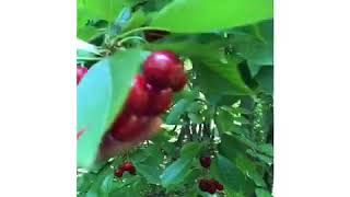 Iranian cherry for sale