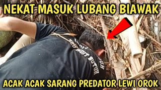 acak acak dan bongkar persembunyian biawak lewi orok