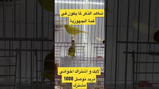 لما الذكر #كناري يكون جاهز لا تكفيه تلقيحه واحد #تزاوج_الكناري #canary #الكناري