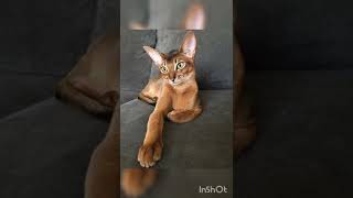 cute abyssinian cats