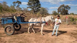 PEGANDO LENHA DE CARROÇA