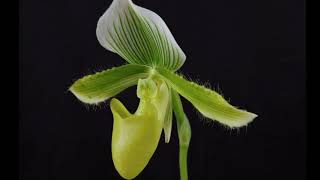 Paphiopedilum Maudiae |  ОРХИДЕЯ ГИБРИД