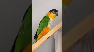 Nelly & Hector black headed claique parrots just luv the ladder play