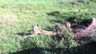 Ngorongoro young  lions