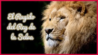 SONIDOS del LEÓN (10 Minutos) 🦁🎶🔊