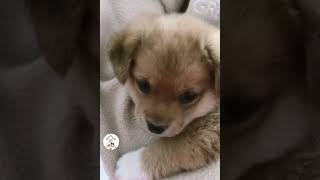 Awww, How Sweet & Adorable So Cute Puppy Shorts Videos 🐶😍😘 -EPS1006 #cutepuppies