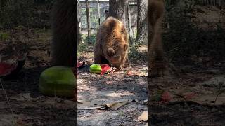 BIG BEAR Eating Watermelon