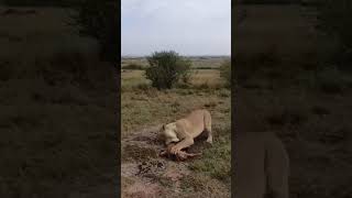 Lioness ambushes young calf #wildlife #masaimaranationalpark #masaimarasafari #lion