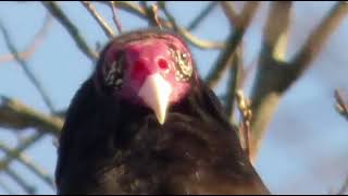 The Turkey Vulture Cleanup Squad