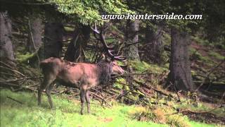 Jagd in Berleburg - Hunters Video