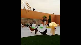 حمام للصبابا