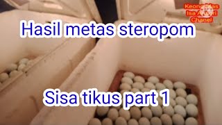 Hasil mesin tetas steropom sisa tikus ( part 1 )