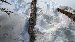 Cutting down trees. At lost lake