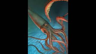 Giant Squid vs Colossal Squid #squid