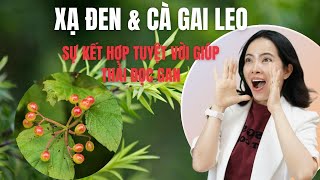 Cà Gai Leo & Xạ Đen Sự Kết Hợp Tuyệt Vời Trị Bệnh Gan| Đỗ Ngọc Diệp