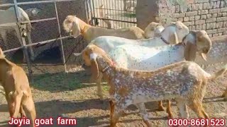 joyia goat farm bahawalpur | جوئیہ گوٹ فارم بہاولپور | makhi cheeni goats @joyiaGoatFarm