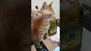 Oliver the Ginger Cat Kisses Camelo |  Rescue Cat