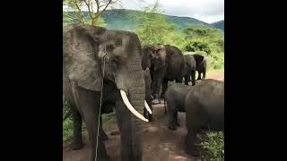 Unforgettable Encounters: Majestic Elephants of East Africa. #elephants #africansafari  #wildlife