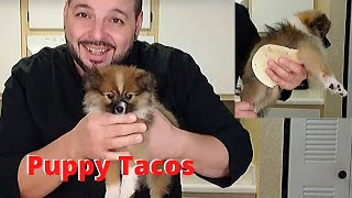 Homemade dog food, Puppy Tacos