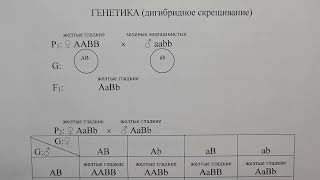 Генетика. Задачи.  Часть 4. Дигибридное скрещивание (полное и неполное доминирование).