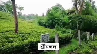 বিউটিফুল শ্রীমঙ্গল