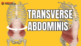 Transverse abdominis anatomy and functions