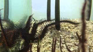 Red Brittle Star