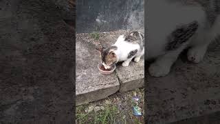 Kasihan Si Kucing Putih Belang Lapar #shorts