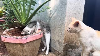 Herbal Treat Time! Watch My Cat's Daily Routine 🐱🌿