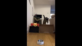 *UNBELIEVABLE🤯*kitten sets new record for cat jump challenge! #catgames #cat #cats #catchallenge