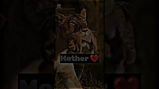 Mother ❤️ Tiger whatsapp status #shorts #motivational #quotes #viralshorts #Hm #tiger