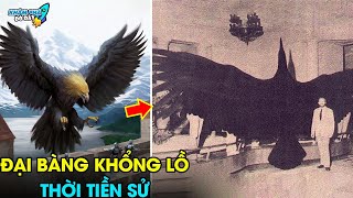 ✈️ Giải Mã 7 Bí Ẩn Bất Ngờ Về Đại Bàng Mà Không Phải Ai cũng Biết...Thật Ngỡ Ngàng | Khám Phá Đó Đây