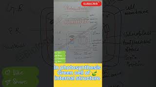 #photosynthesis#green#leaf#Internal#structure#cuetexam #cuet2024 #shortsviral