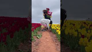 Belfast Tulips Field here at Prince Edward Island|| Absolutely lovely day as these tulips!