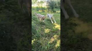 Dogs in nature ❤️ 🐕 🐕