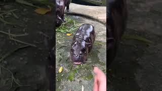 Baby hippo 🦛