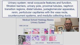 Renal Corpuscle Features and Function, Filtration Barriers, Urinary Pole, Proximal Tubules