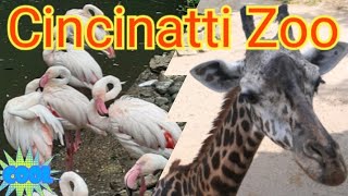 Zoo | Cincinatti | Wild Animals | #SHORTS