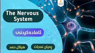 The Nervous System - كـۆئـه‌ندامـی ده‌مـار