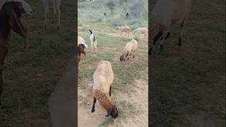 Sheep & goats #ytshorts #sheep #goats #thar #animals #desertlife #viral #pet #shorts