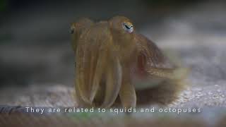 Cuttlefish